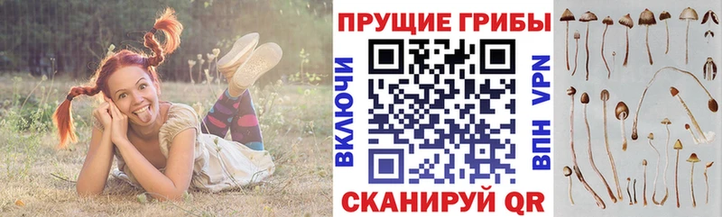 нарко площадка как зайти  Дзержинский  Псилоцибиновые грибы Cubensis 